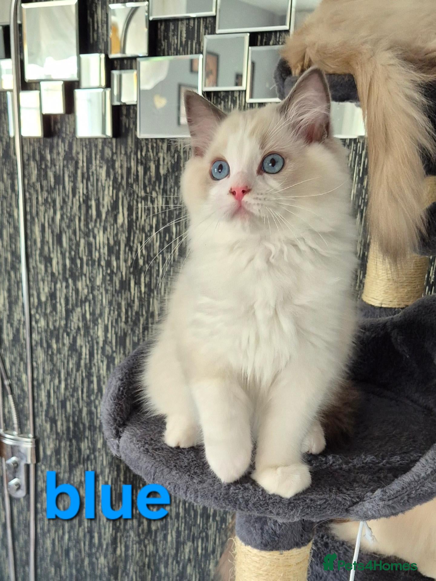 Ragdoll cats Ready Boy TICA registered DNA Tested Ragdoll  - Advert 1