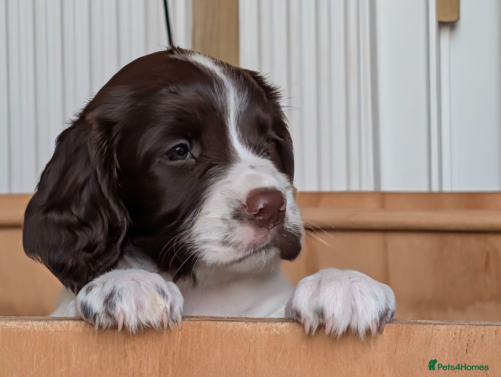 English Springer Spaniel dogs KC English Springer Spaniel Puppies - Advert 8