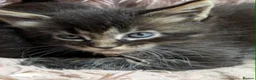 Maine Coon cats for sale: Tica registered pedigree poly Maine Coons. - Advert 3