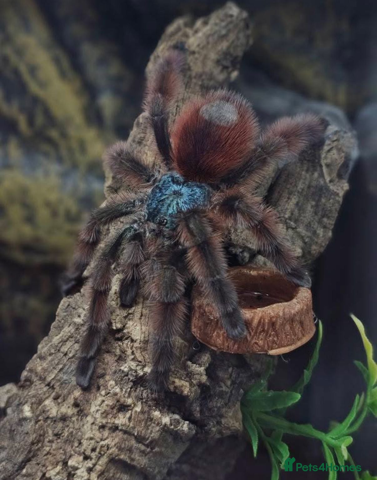 Tarantulas invertebrates Female Caribena Versicolor & Set up - Advert 1