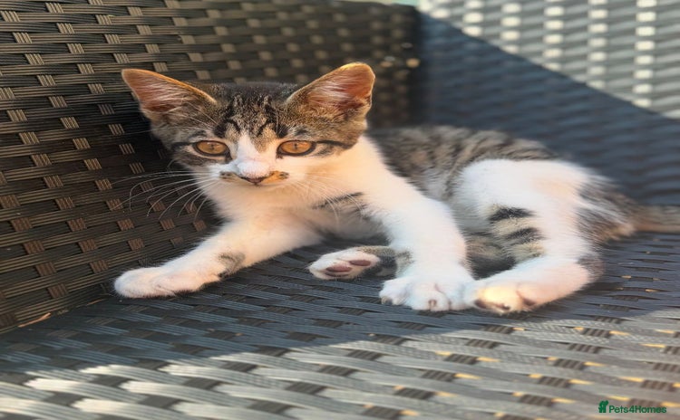 Mixed Breed cats - Advert 14
