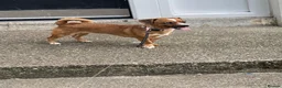 Mixed Breed dogs for sale: Dachshund x Pug 8 Months Old Baby Pixy  - Advert 3