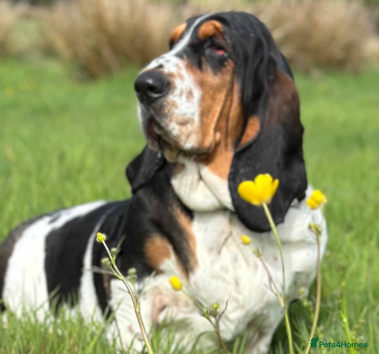 Basset Hound dogs Need a loving home for our girl basset hound❤️ - Advert 4