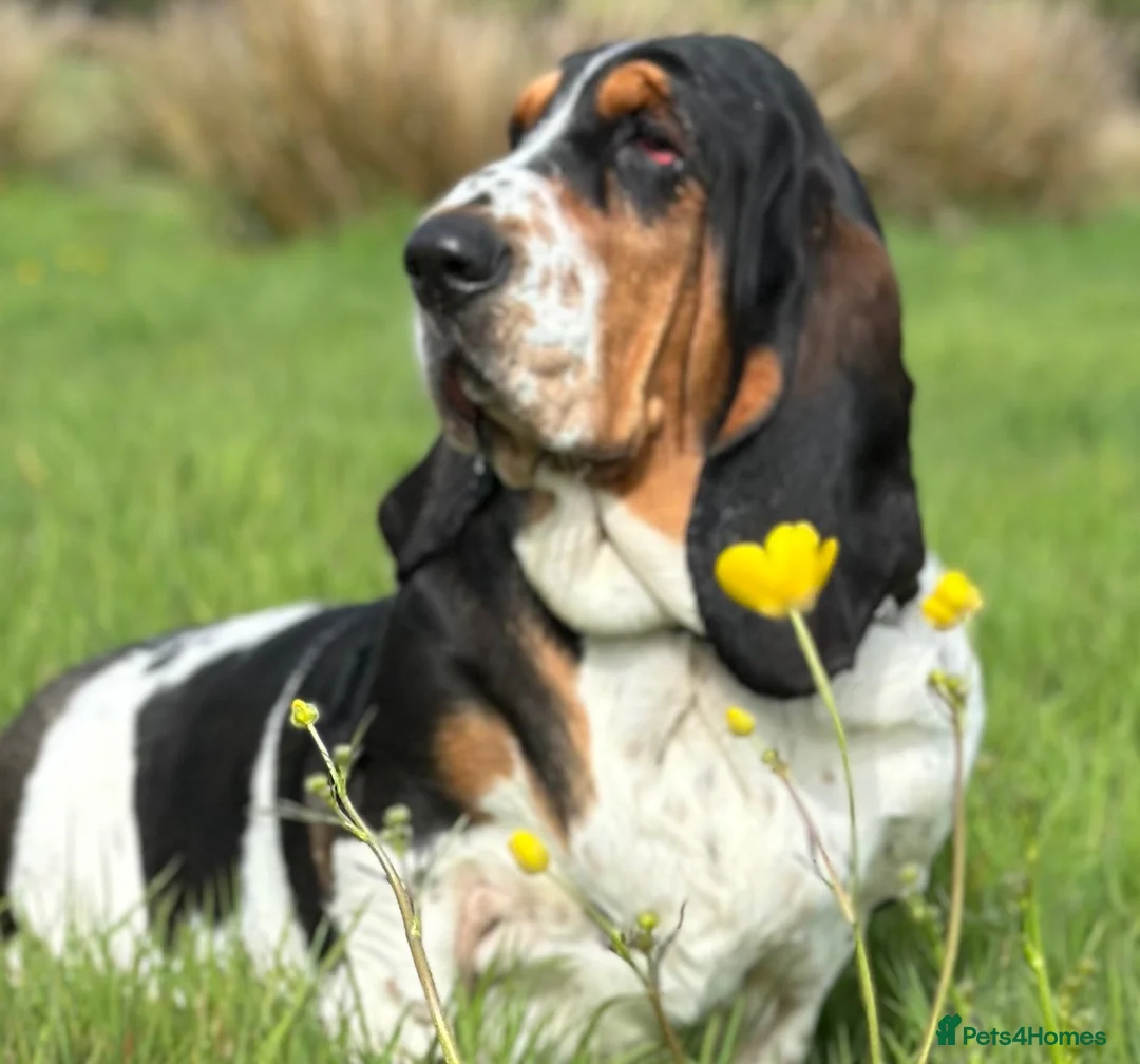 Basset Hound dogs for sale: Need a loving home for our girl basset hound❤️ - Advert 1