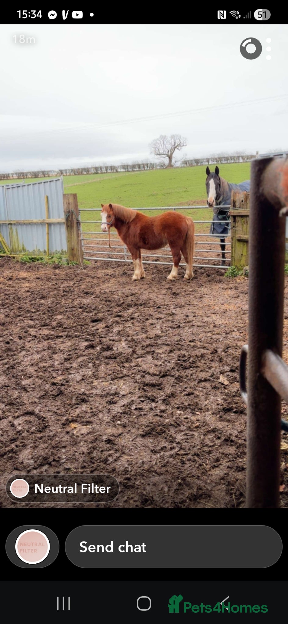 Irish Thoroughbred horses  11h chestnut  colt pony - Advert 2