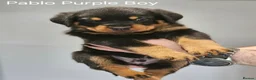 Rottweiler dogs for sale: Family-Raised Pedigree Rottweiler Puppies in Rotherham - Advert 6