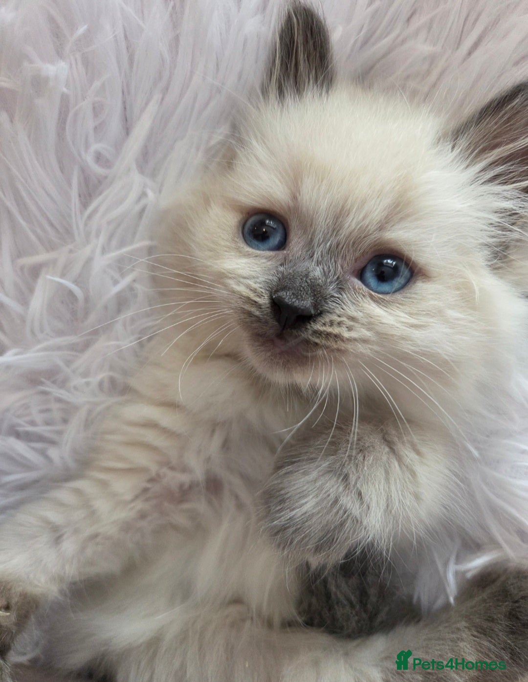 Siberian cats for sale: GCCF champion bloodline siberian nevas - Image 15