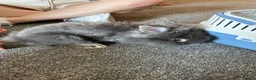 Mini Lion Lop rabbits for sale: Mini lion lop  in Barking - Advert 2