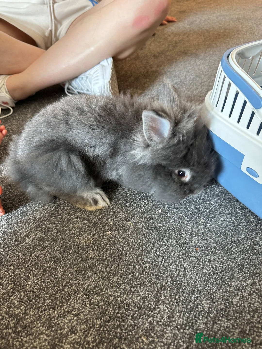 Mini Lion Lop rabbits for sale: Mini lion lop  in Barking - Advert 2