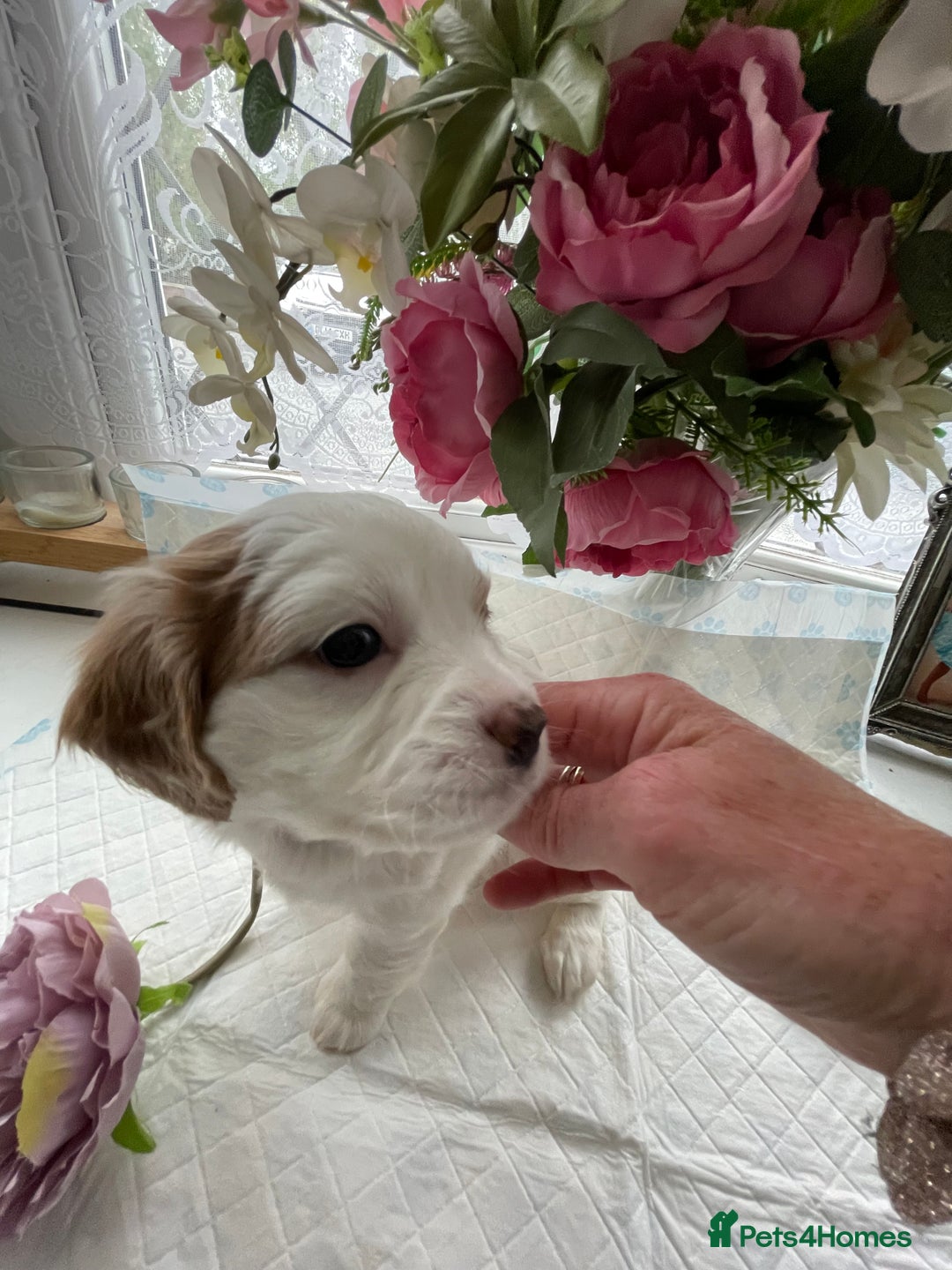 Cavapoo dogs for sale: Beautiful Cavapoo puppies - Image 11