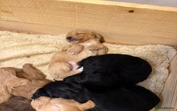 Mixed Breed dogs for sale: Poodle / bichon frise X puppies  - Image 1