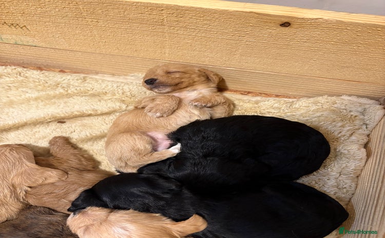 Mixed Breed dogs - Advert 11