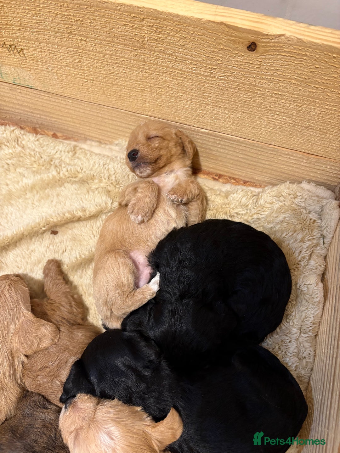 Mixed Breed dogs for sale: Poodle / bichon frise X puppies  - Image 1