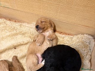 Mixed Breed dogs - Advert 21