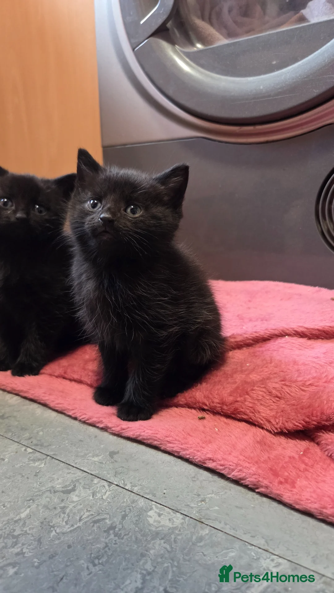 Mixed Breed cats for sale: Beautiful fluffy male kitten  - Advert 20