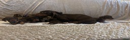 Miniature Dachshund dogs for sale: Mini Dachshund Available - Advert 2