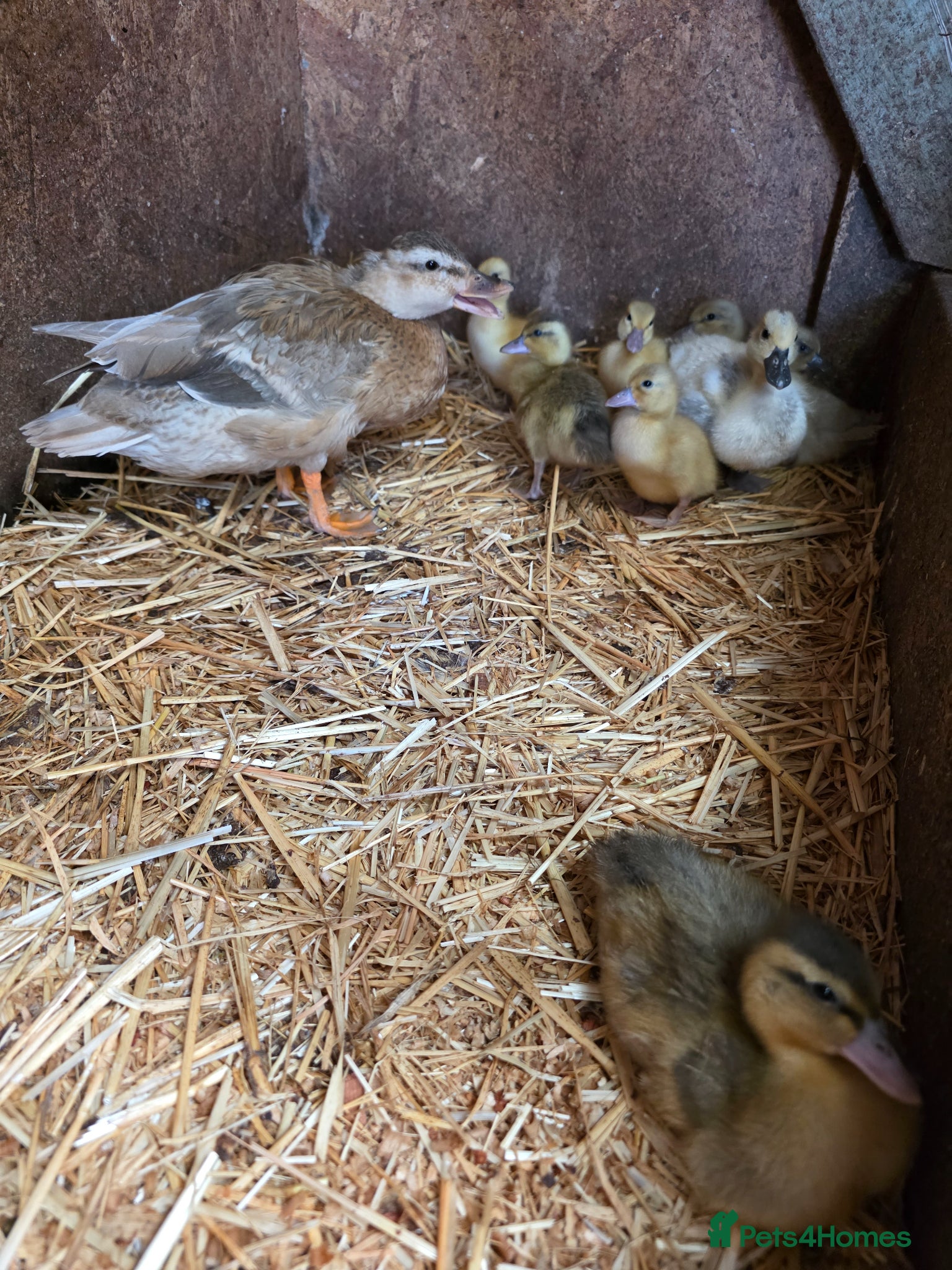 Ducks poultry for sale: Unsexed call ducklings  - Advert 2