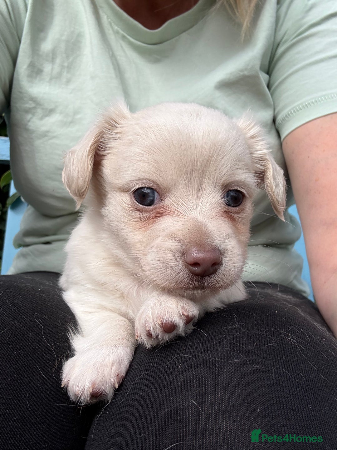 Mixed Breed dogs for sale: Chiweenie Long Haired Pups (Dachshund x Chihuahua) - Image 5
