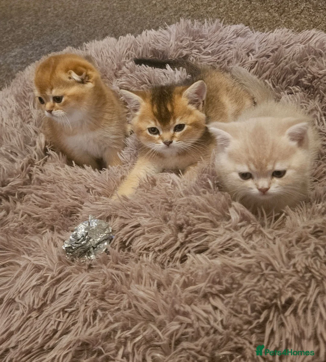 Scottish Fold cats for sale: 🐾 Stunning Golden ScottishFold&Straight Kittens🐾 in Southampton - Advert 1