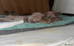 Mixed Breed dogs for sale: Cane Corso X mastiff - Image 15