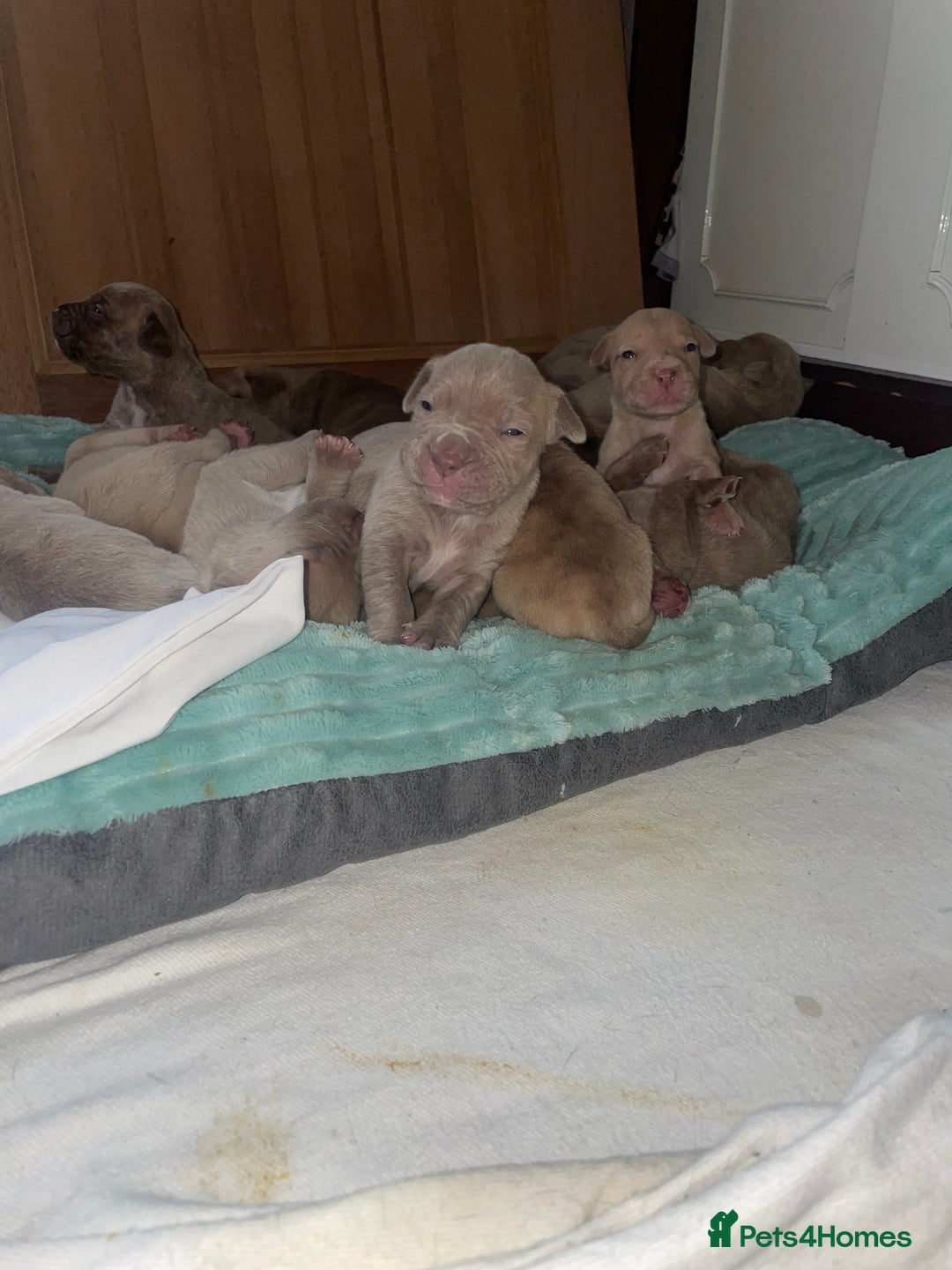 Mixed Breed dogs for sale: Cane Corso X mastiff - Image 15