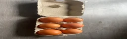 Chickens poultry for sale: 6x Chicken Hatching eggs  in Uttoxeter - Advert 6
