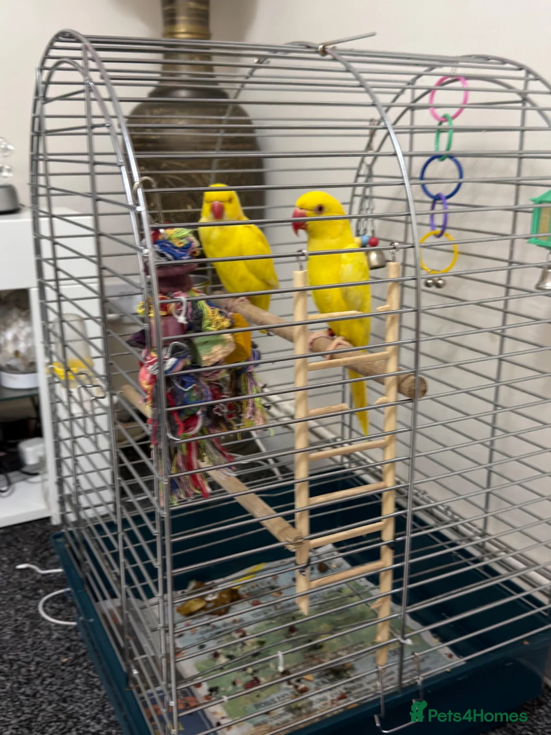 Parakeets birds for sale: Ring nack in Luton - Advert 3
