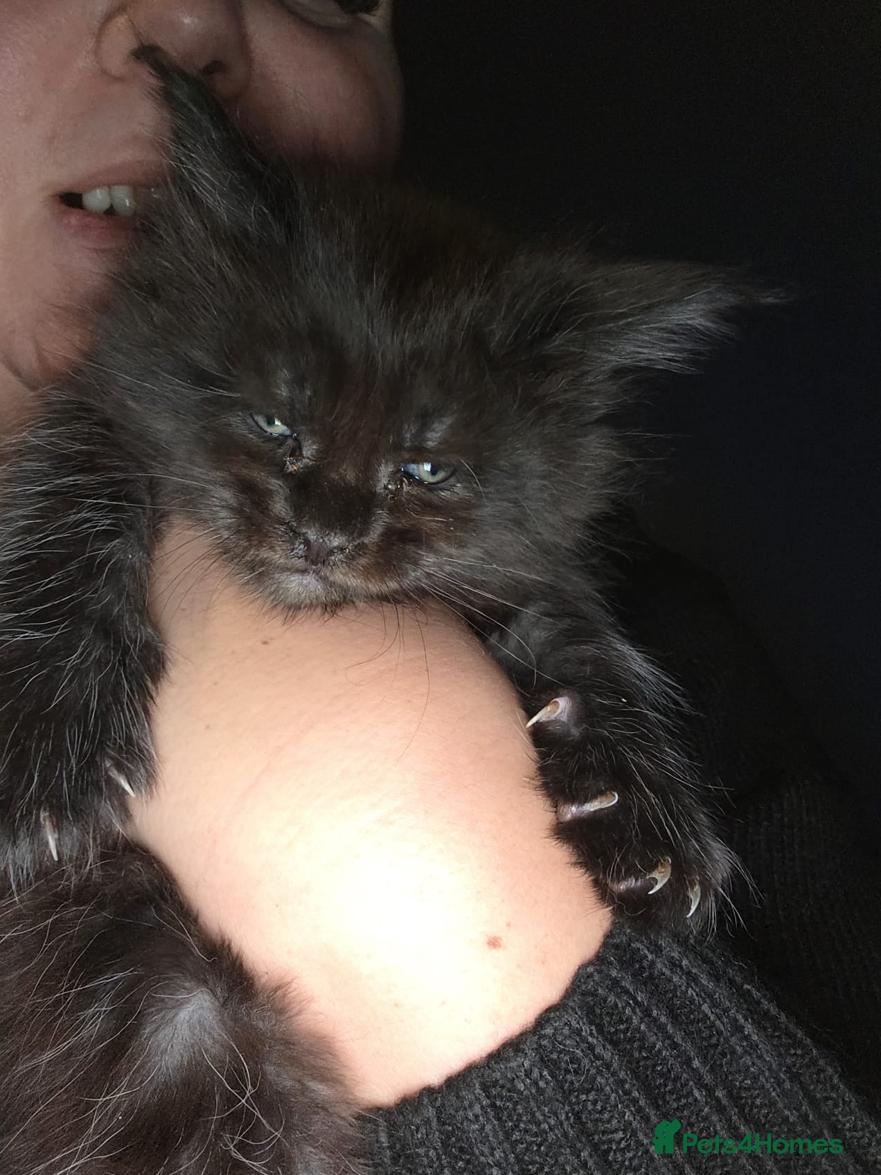 Maine Coon cats Russian /xxl maine coon - Advert 5