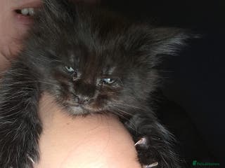 Maine Coon cats Russian /xxl maine coon - Advert 5