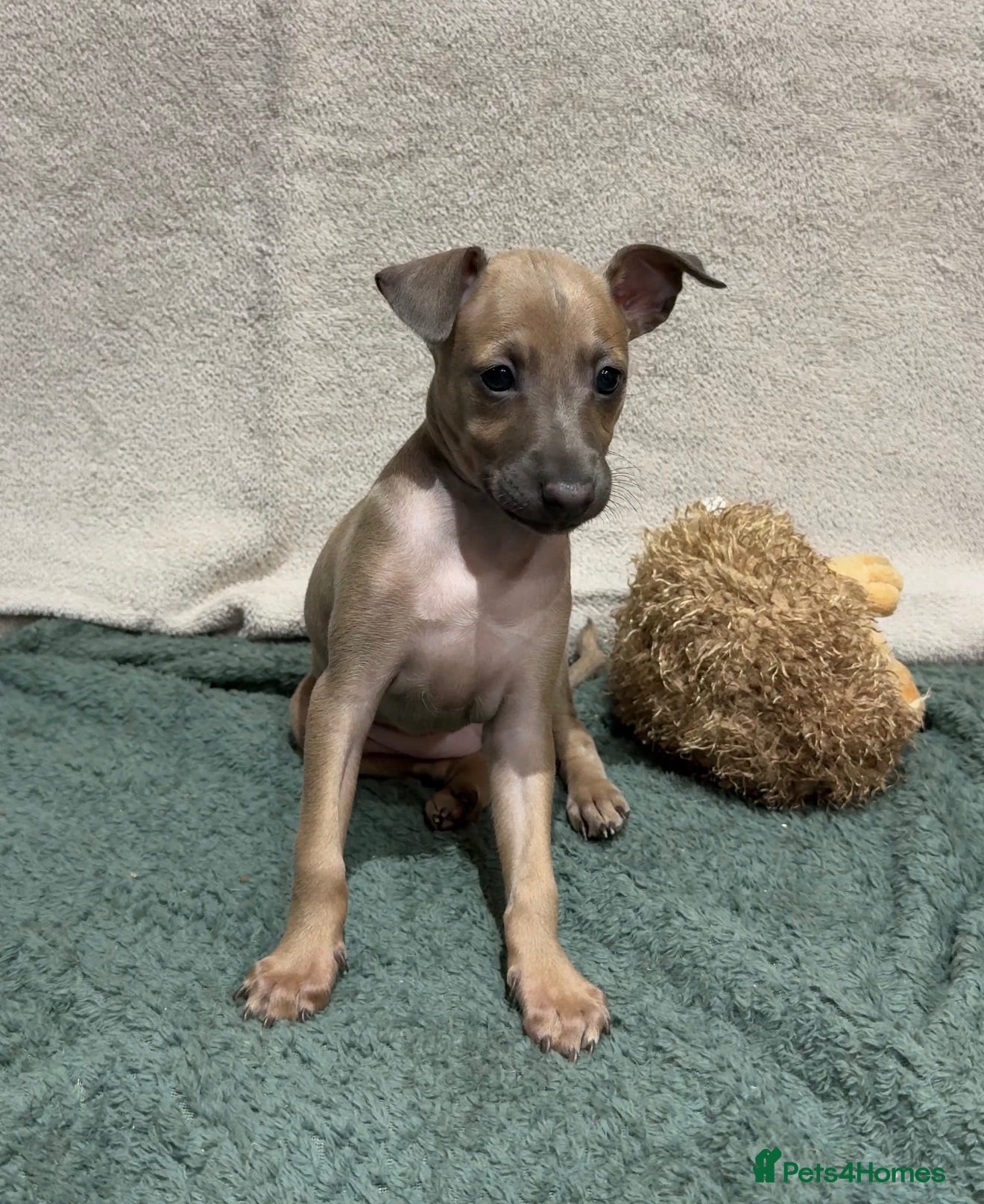 Italian Greyhound dogs Beautiful Italian Greyhound Puppy 1 Girl Available - Advert 2