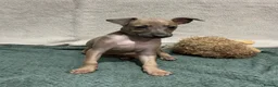 Italian Greyhound dogs for sale: Beautiful Italian Greyhound Puppy 1 Girl Available - Advert 1