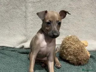 Italian Greyhound dogs Beautiful Italian Greyhound Puppy 1 Girl Available - Advert 1
