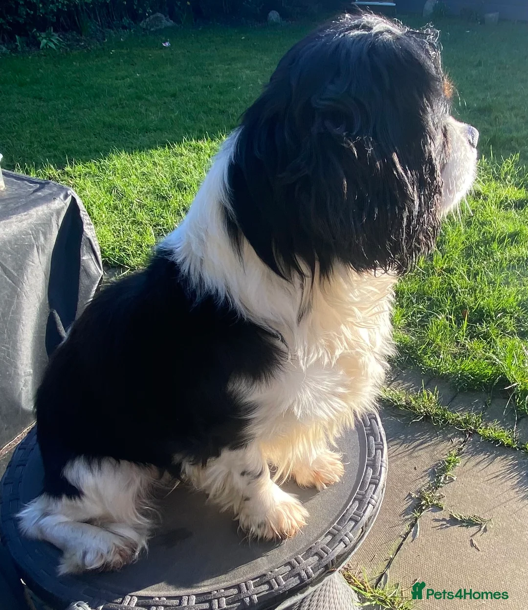 Cavalier King Charles Spaniel dogs for adoption: Cavalier King Charles  - Advert 6