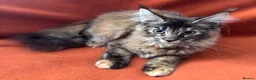 Maine Coon cats for sale: ONLY 2 LEFT GCCF PEDIGREE MAINECOON KITTENS - Advert 26