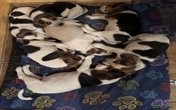 Beagle dogs for sale: Beagle puppies for sale,ready to leave NOW‼️ - Image 11