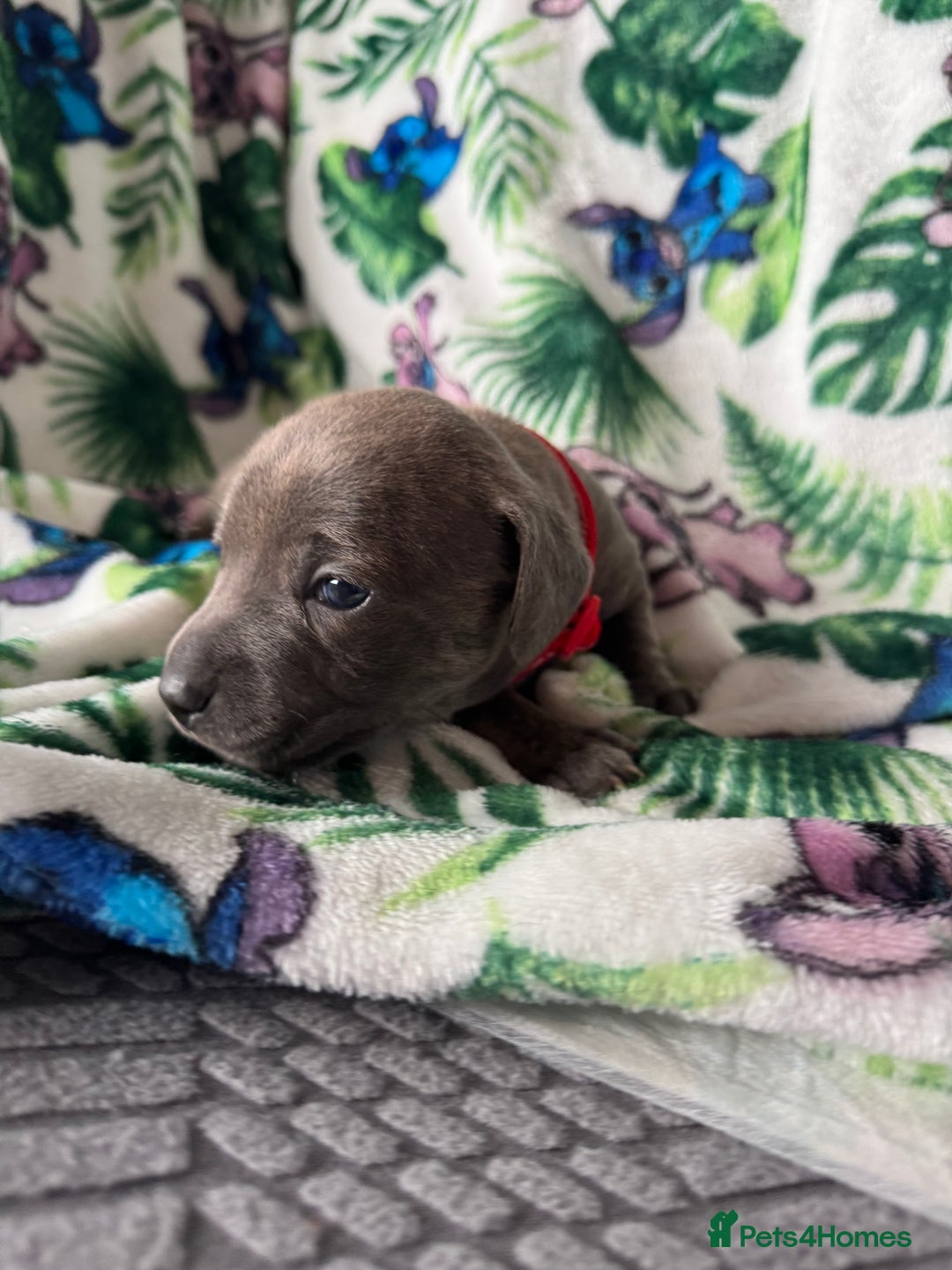 Mixed Breed dogs for sale: Beautiful Daffys - staffy cross dachshund  - Image 1