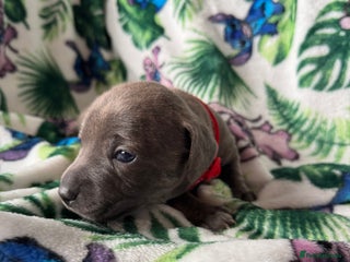 Mixed Breed dogs - Advert 36