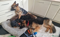 German Shepherd dogs for sale: German Shepherd  Puppies  - Image 4