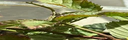 Stick Insects invertebrates for sale: Indian Stick Insect Colony inc Terrarium - Advert 5