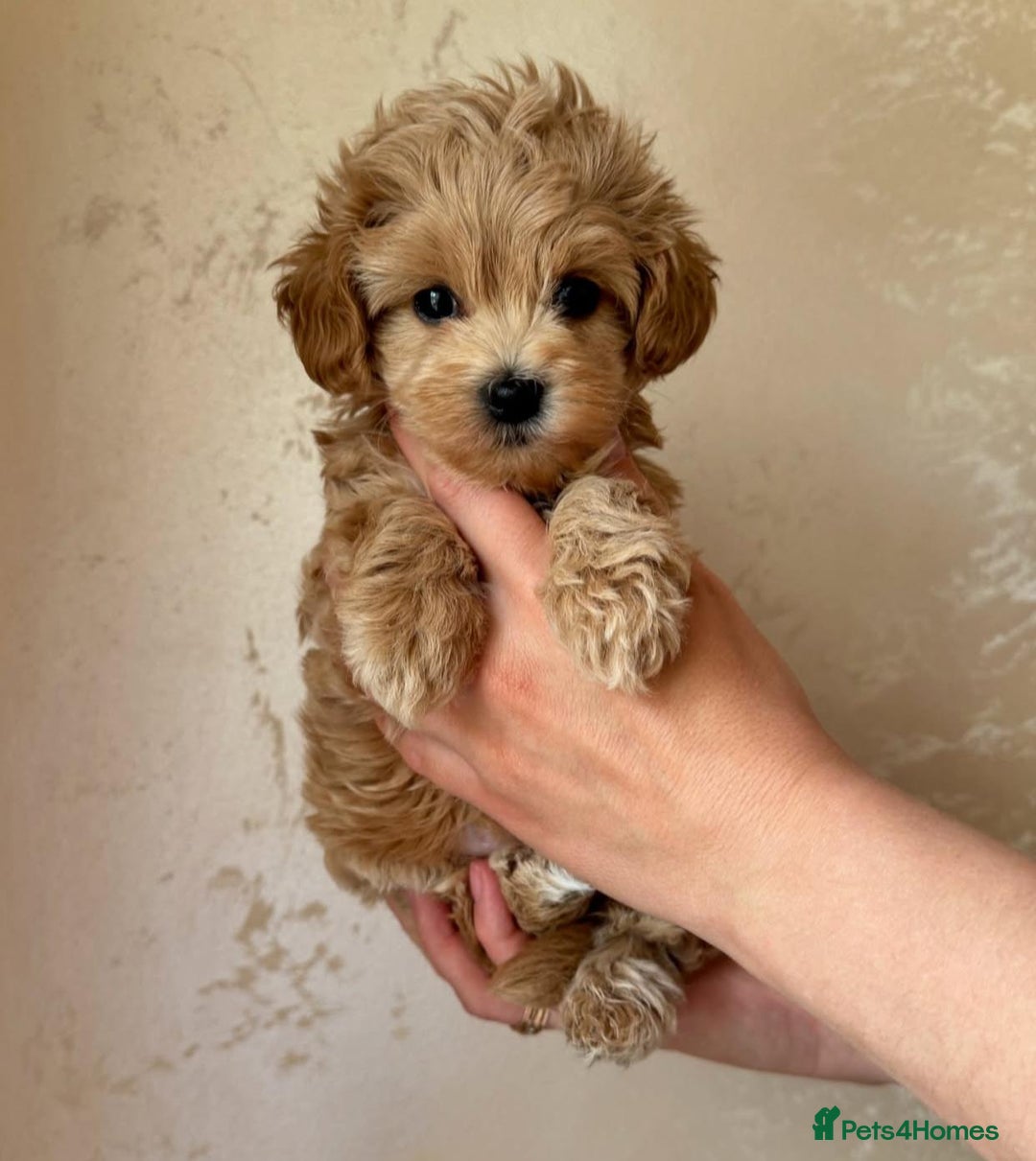 Maltipoo dogs for sale: Beautiful Toy Maltipoo Puppies - Image 2