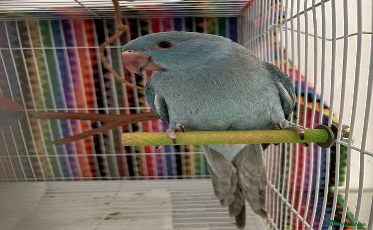 Ringnecks birds - Advert 14