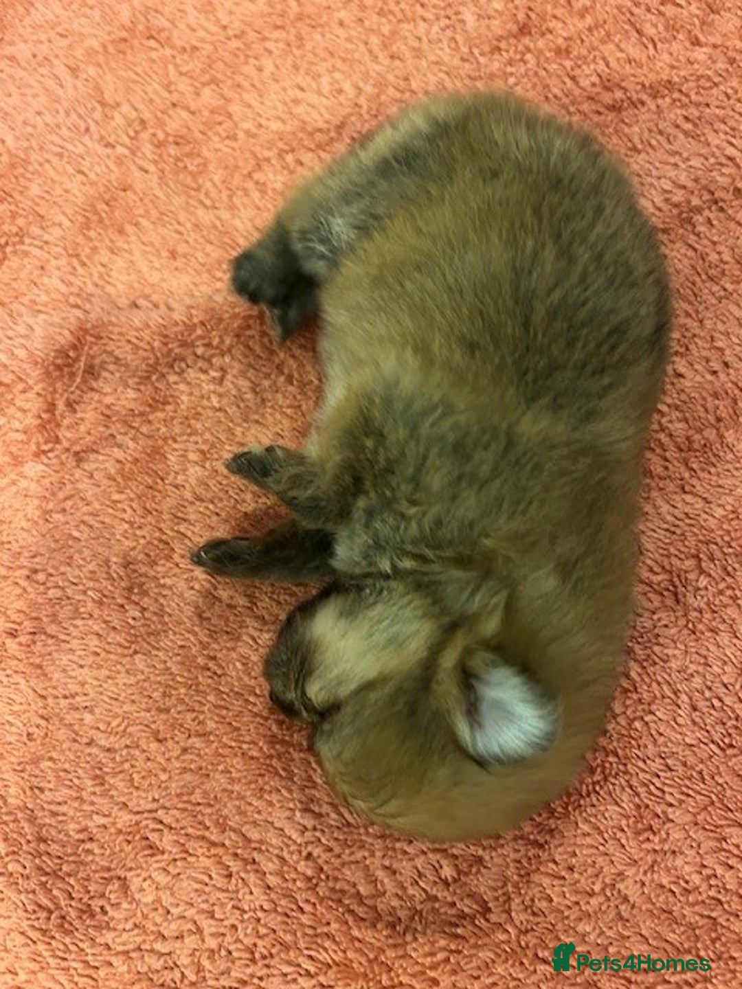 Pomeranian dogs for sale: Tiny Pomeranian Puppies - Advert 23