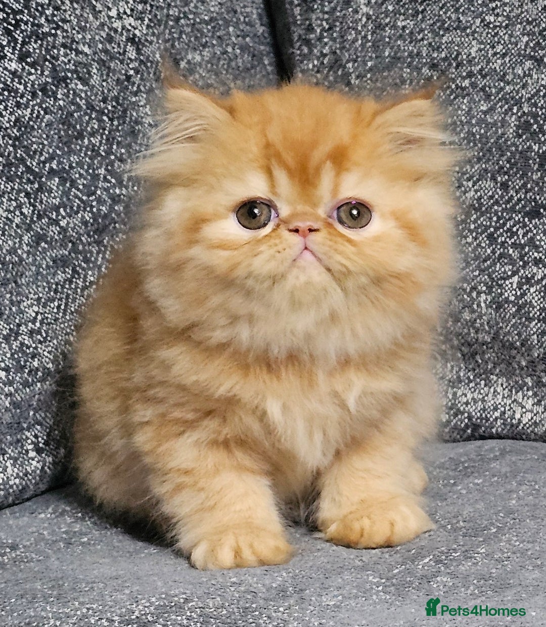 Persian cats for sale: 2 X RED, WHITE MALE PURE PERSIAN KITTENS  - Image 15