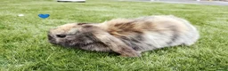 Mini Lop rabbits for sale: Mini Lop Bunnies - Advert 4