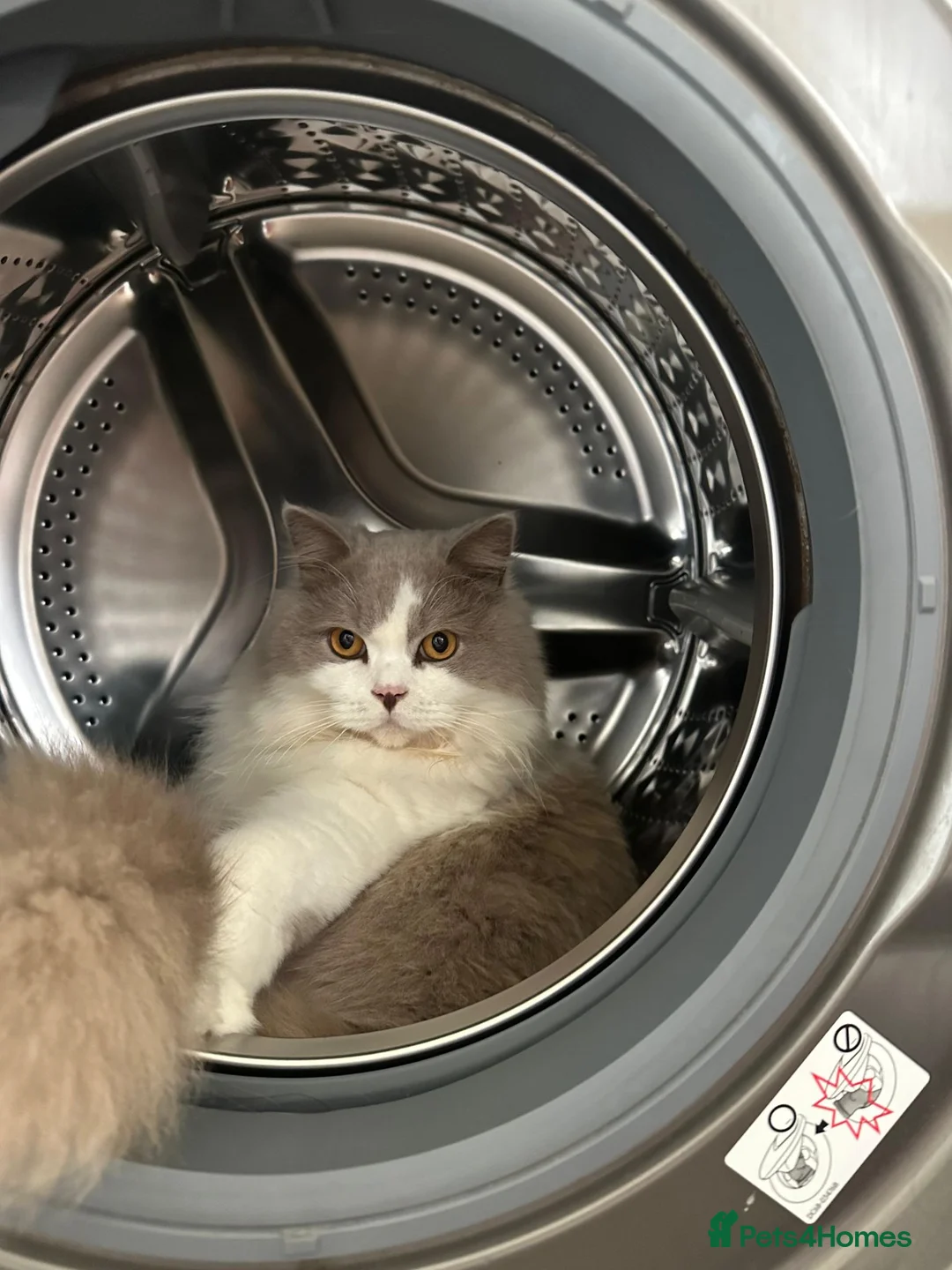 British Longhair cats for sale: Lilac & White Bicolour British Longhair  - Advert 15