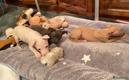 Italian Greyhound dogs for sale: ITALIAN GREYHOUND PUPPIES  - Advert 16