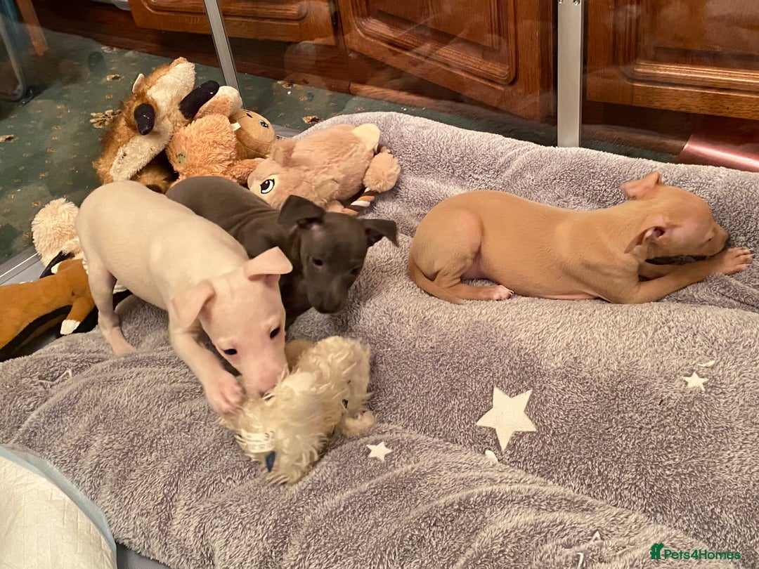 Italian Greyhound dogs for sale: ITALIAN GREYHOUND PUPPIES  - Advert 16