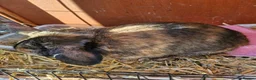 Netherland Dwarf rabbits for sale: Bonded pair  - Advert 5