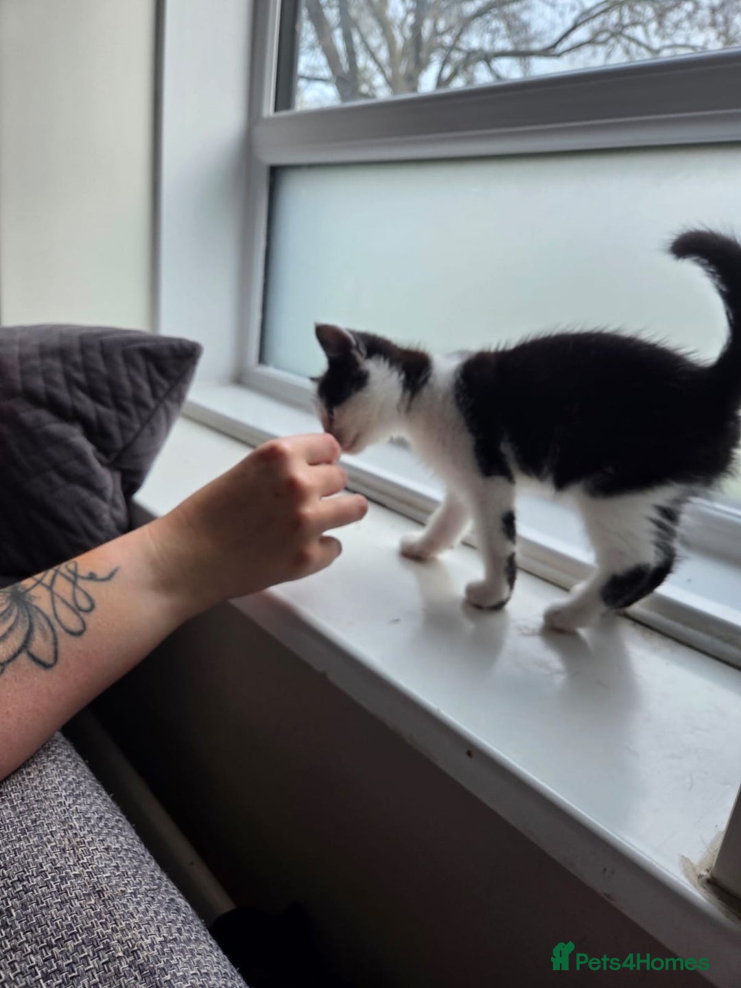 Mixed Breed cats for sale: Black & White Kitten (Read Description) - Advert 3