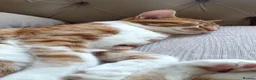 American Shorthair cats for sale: 5 kittens and 2 cats are looking for a new home.  - Advert 10